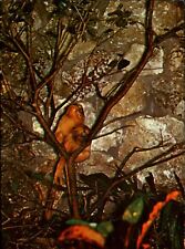 Golden Marmosets at Monkey Jungle near Miami Florida FL 1960s picture