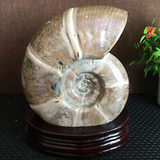 1560g Rare Natural conch Ammonite fossil specimens of Madagascar+base  B2045 picture