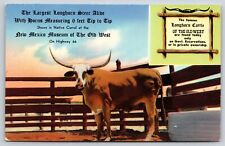Animal~Largest Longhorn Steer In Native Corral @ New Mexico Museum~Vtg Postcard picture
