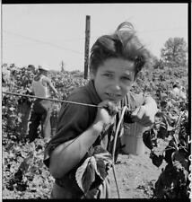 Independence,Oregon,OR,Polk County,Farm Security Administration,1939,FSA,19 picture