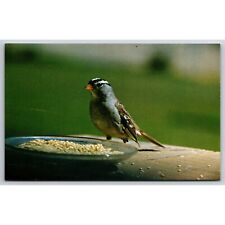 Postcard White Crowned Sparrow Bird 0721 picture