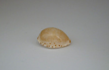 ULTRA RARE Cypraea (Notocypraea) declivis dennyorum PALE 21.8mm S. Australia picture