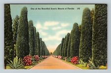 FL-Florida, Australian Pines Lining Street Vintage Souvenir Postcard picture