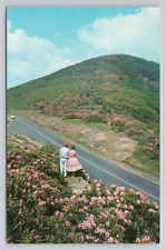 Rhododendron in Bloom Along the Skyline Drive Virginia  Postcard 1688 picture