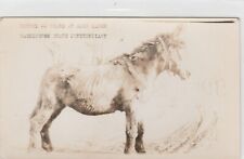 Horse postcard c1910 Served 35 years at Washington Penitentiary non PC back picture