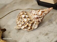 Natural Rare LARGE Pacific Triton Trumpet Conch Shell Seashell  10” Long picture