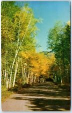 Postcard - Typical New England Birch Road, New England picture