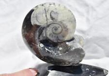 WHOLE Morocco Ammonite Goniatite now mounted on Stand 130mm XLarge 4.2