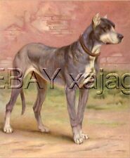 DOG Great Dane, Large Antique Chromolith 1890s Print picture