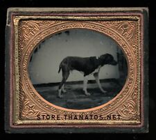 1/6 Plate Ambrotype Photo of a Standing Dog - Great Antique Image, Late 1850s picture