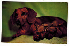 DACHSHUND MOM & TWO ADORABLE PUPS ~ 219 picture