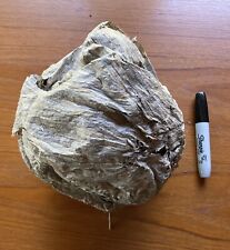 beautiful 8 x 9 paper wasp/hornet nest picture