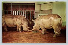 St Louis Missouri Zoological Garden~Rare White Rhinos VINTAGE Postcard picture