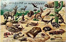 Wild Life Postcard Southwest Desert Chrome Posted 1962 Petley Divided Back picture