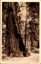 Antique 1910s Redwoods California Postcard - Vintage Collectible Scenic Views picture