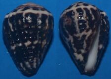 Tonyshells Seashells Conus chaldeus WORM CONE 25mm F+++ Superb Color picture