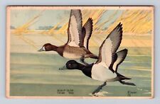 Scaup Duck, Birds, Animals, Antique, Vintage Souvenir Postcard picture