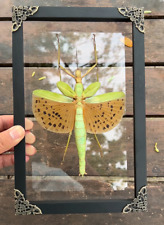 Wooden Framed Giant Winged Walking Stick Taxidermy Insect Specimen Wall Decor picture