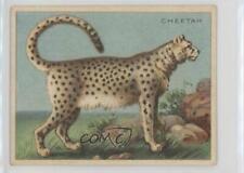 1909-11 Hassan Animals Series Tobacco T29 Animal Description Back Cheetah 0ty5 picture