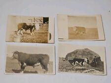 Vintage Cattle RPPC Postcards EARLY  picture