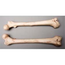 Skeletons and More SM384DLA Aged Left Femur Bone picture