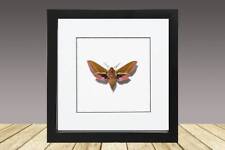 Large Elephant Hawk Moth, framed butterfly, framed insect picture