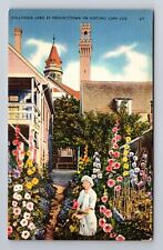 Provincetown MA-Massachusetts, Cape Cod, Hollyhock Lane, Vintage Postcard picture