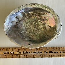 Vintage Abalone Shell Massive 8-11/16