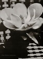 1926/75 MAN RAY Vintage Flower MAGNOLIA White Bloom Still Life Photo Art 12x16 picture