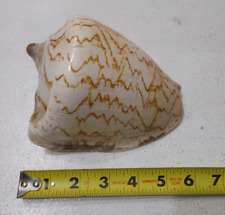 Large Vintage Rare Nobile Volute Conch Seashell  6” picture