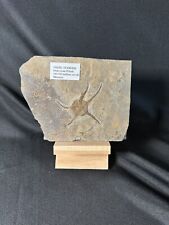 Large Fossil Starfish Geocoma Carinata - Ordovician Period - Morocco 440-505 MYA picture