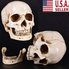 Human Skull Replica Resin Model Medical Realistic Life 1:1 Size Skeleton Decor picture
