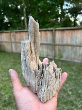 Texas Petrified Wood 7.5x4x3 Live Oak Branch End Piece Beaumont Formation Fossil picture