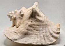 Huge Beautiful Shell, Big Crab Shell, Huge Ocean Shell, Seashell Treasure 7