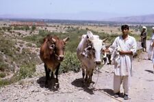 #Z120 -a Vintage 35mm Slide Photo- Man With Cows - 1965 picture