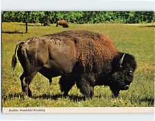 Postcard Buffalo Wonderful Wyoming USA picture