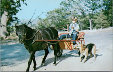 Camp Cedar Falls CA c60's Boy Driving Welch Pony Cart Shepherd Dog Running picture