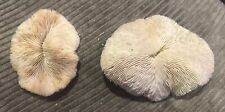 Genuine Natural Mushroom Coral Sea Shells Ocean Beach Decor White Lot Of 2 picture