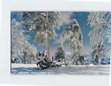 Postcard Nature Trees Snow Scenery picture