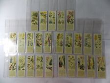 Typhoo Tea Cards Wild Flowers in their Families 1st Series 1935 Complete Set 25 picture
