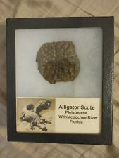 alligator scute picture