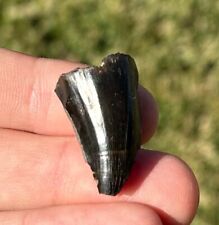 BIG Texas Fossil Tylosaurus Mosasaur Tooth Cretaceous Age Dinosaur Tooth Ozan Fm picture