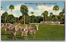 Florida FL, Boca Raton - Giraffe And Rare Grevy Zebras - Vintage Postcard picture