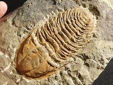 wOw Big 530 Million Year OLD Hamatolenus Trilobite Fossil Anif Morocco 828gr picture