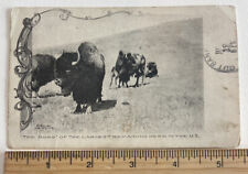 Antique LARGEST The Boss Buffalo Postcard RPPC 1910  J R White Kalispell MT picture