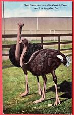 OSTRICH FARM, LOS ANGELES, CALIF ~ 2 SWEETHEARTS ~ postcard~ 1915-1930   picture