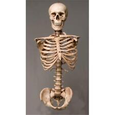 Skeletons and More SM110DA Aged Torso with Skull picture