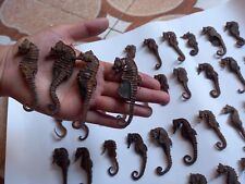 1 Vintage Real Natural Dried Seahorse Specimen Hippocampus Erectus Skeleton picture