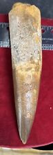 Extra Large Spinosaurus tooth, total 5 7/8 inches, from Morocco picture