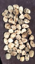48 Small Unpolished Petoskey Stones BEAUTIFUL Michigan Fossil Jewelry 1/2